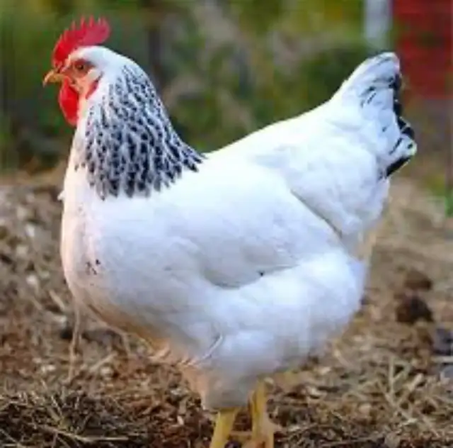 Farm Fresh Organic Eggs (Eating or Hatching) - Photo 3