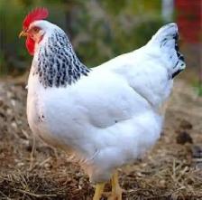 Farm Fresh Organic Eggs (Eating or Hatching) - Photo 3