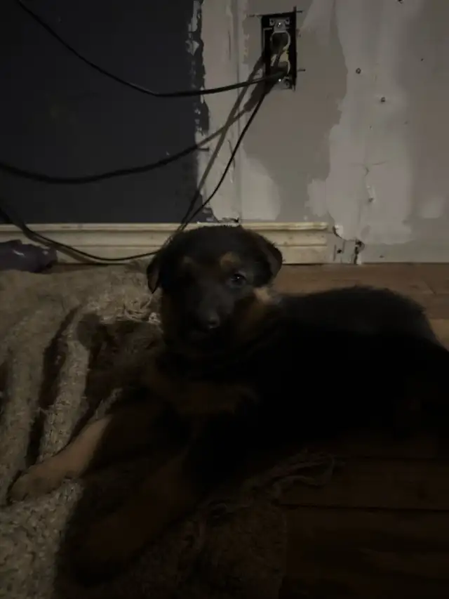 German Shepherd puppies