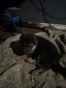 German Shepherd puppies - Photo 2
