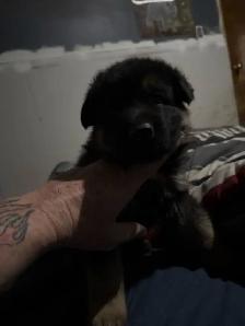 German Shepherd puppies - Photo 3