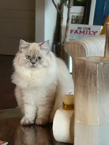 Wanted: Looking for Male Himalayan Cat Stud OR Persian Cat Stud - Photo 2