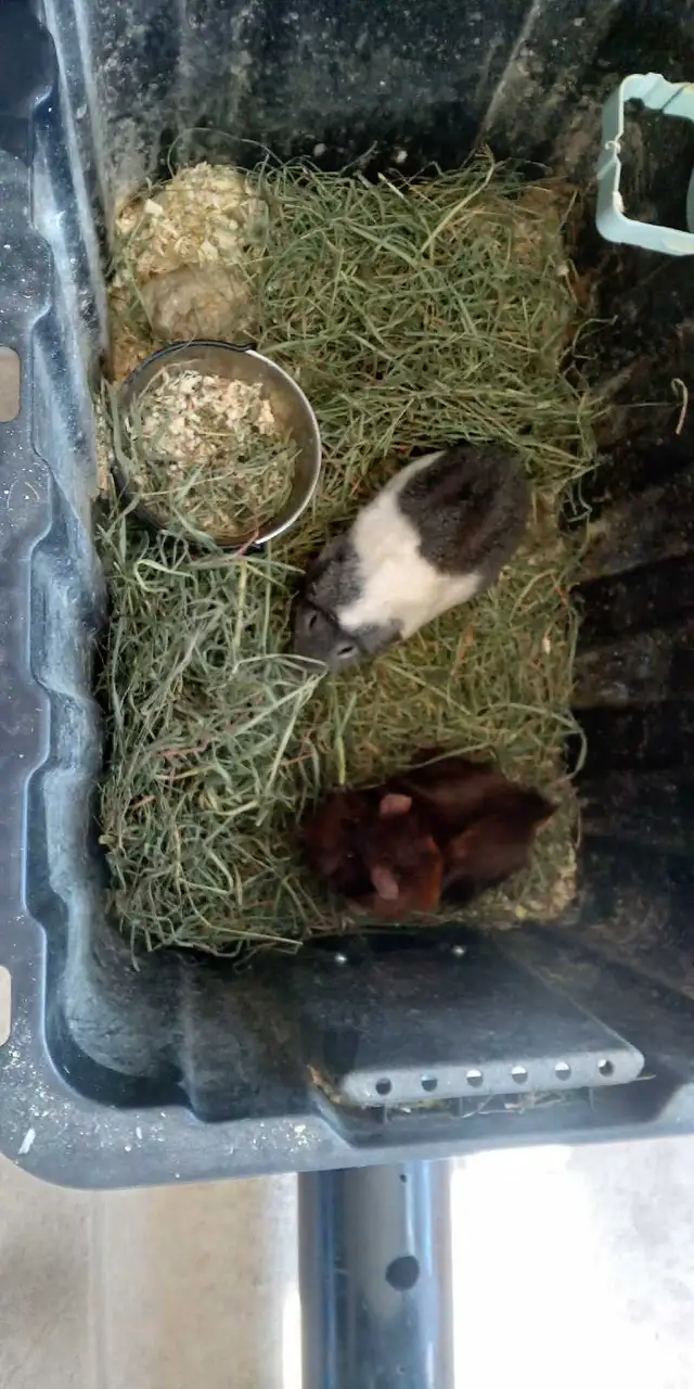 Free Guinea Pigs for Rehoming