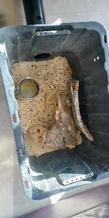 Free Guinea Pigs for Rehoming - Photo 3