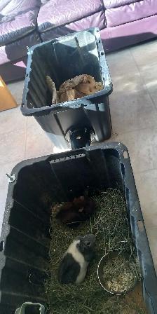 Free Guinea Pigs for Rehoming - Photo 4