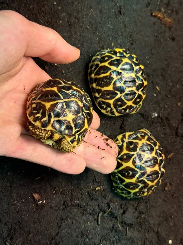 Indian Star Tortoises!
