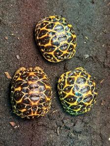 Indian Star Tortoises! - Photo 3