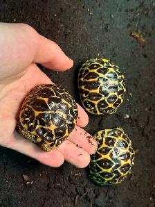 Indian Star Tortoises! - Photo 4