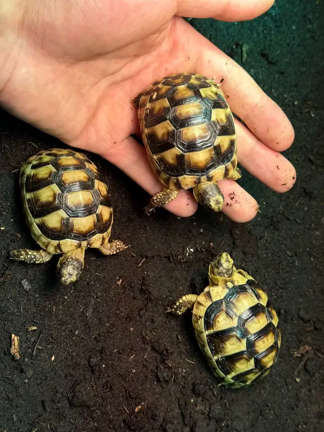 Marginated Tortoises!