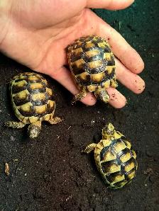 Marginated Tortoises!