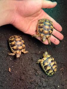 Marginated Tortoises! - Photo 3