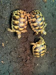 Marginated Tortoises! - Photo 4