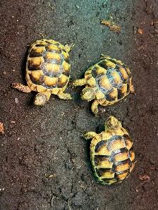 Marginated Tortoises! - Photo 5