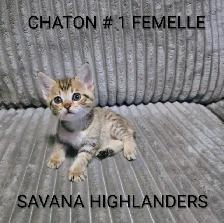Chaton Highlands lynx - Savana Highlanders - Photo 2