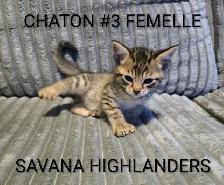 Chaton Highlands lynx - Savana Highlanders - Photo 5