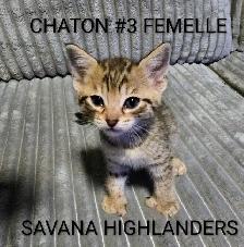 Chaton Highlands lynx - Savana Highlanders - Photo 6