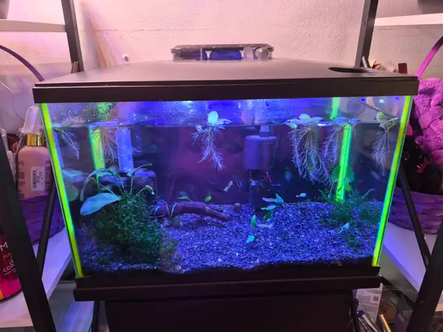 Aquarium tout equipee et meuble