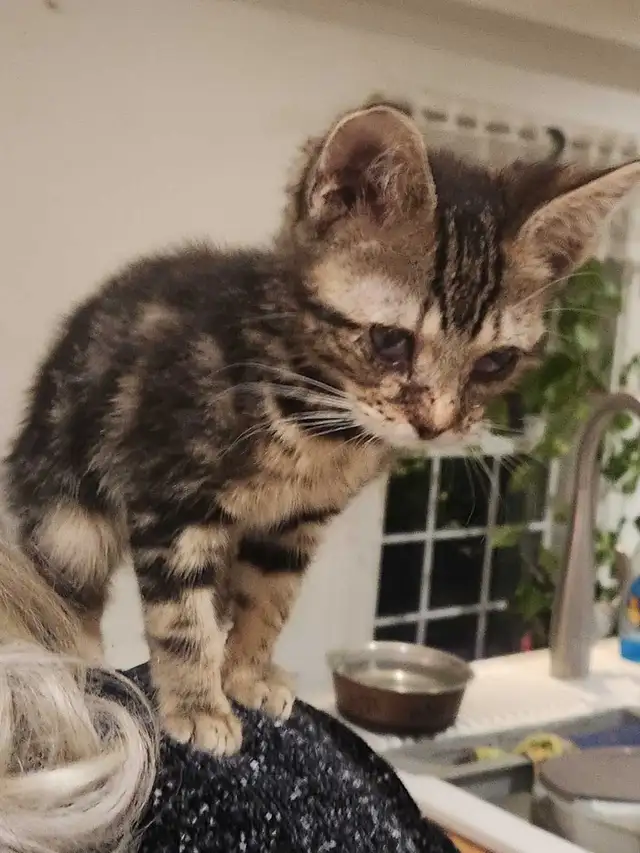 Chatons a vendre - Photo 2