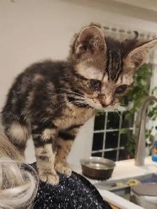 Chatons a vendre - Photo 2