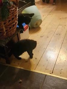 Chatons a vendre - Photo 3