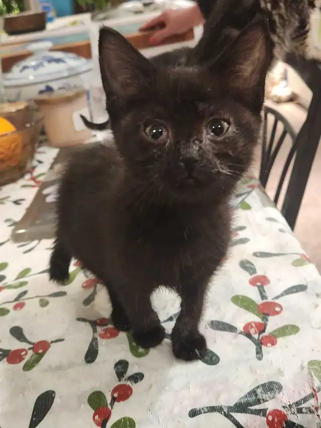 Chatons a vendre - Photo 4