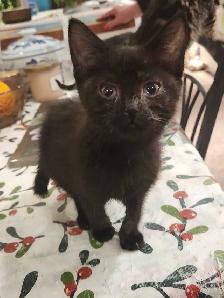 Chatons a vendre - Photo 4