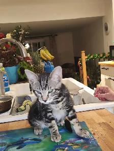 Chatons a vendre - Photo 5