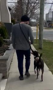 Dog Training - Photo 4