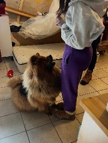 Dog Training - Photo 7