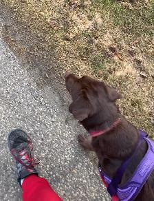 Dog Training - Photo 8