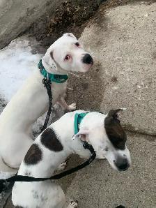 Dog Training - Photo 9