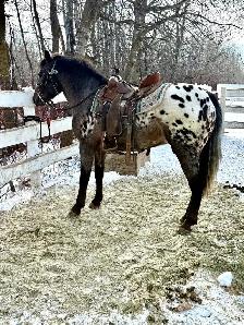 El patron 50% Appaloosa 50% Spanish Andalusian