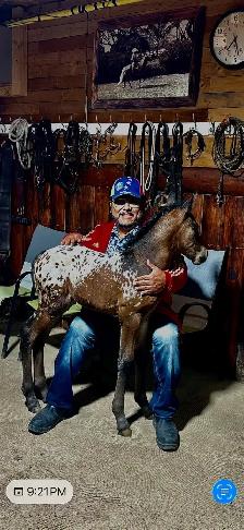 El patron 50% Appaloosa 50% Spanish Andalusian - Photo 6