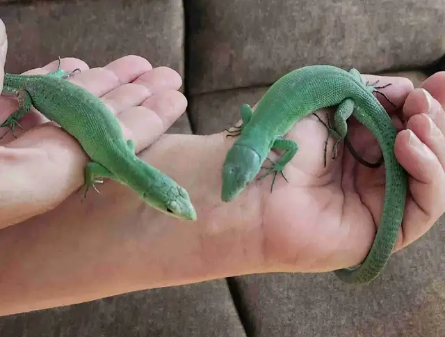 Couple Gastropholis 3 ans