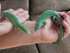 Couple Gastropholis 3 ans