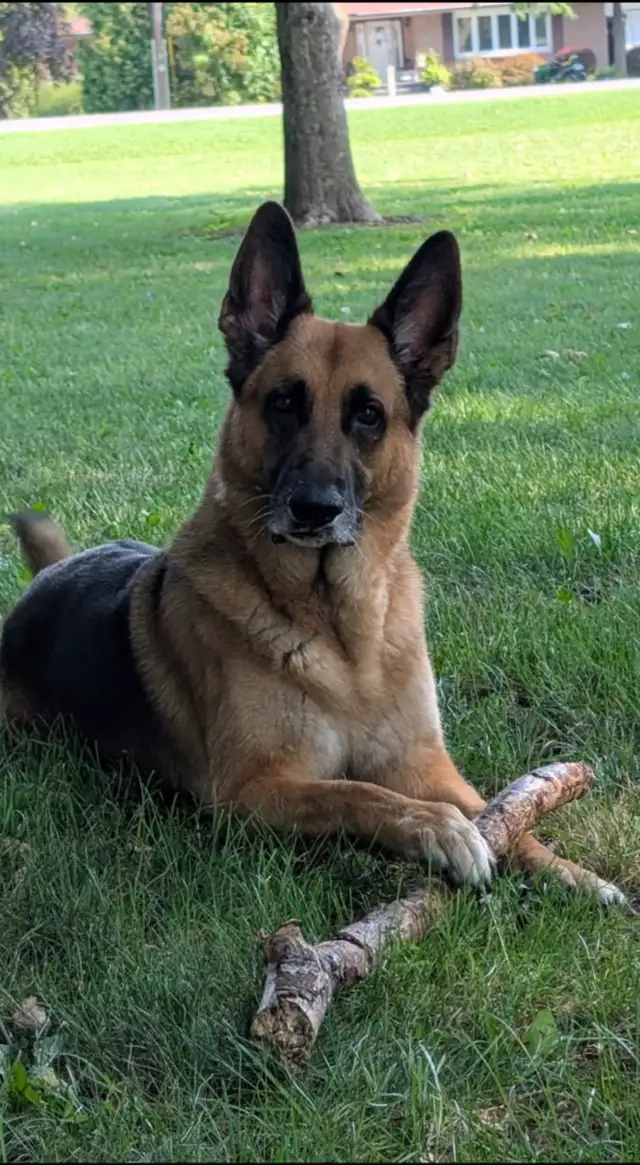 Dog Walking/Care Services