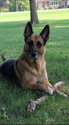 Dog Walking/Care Services