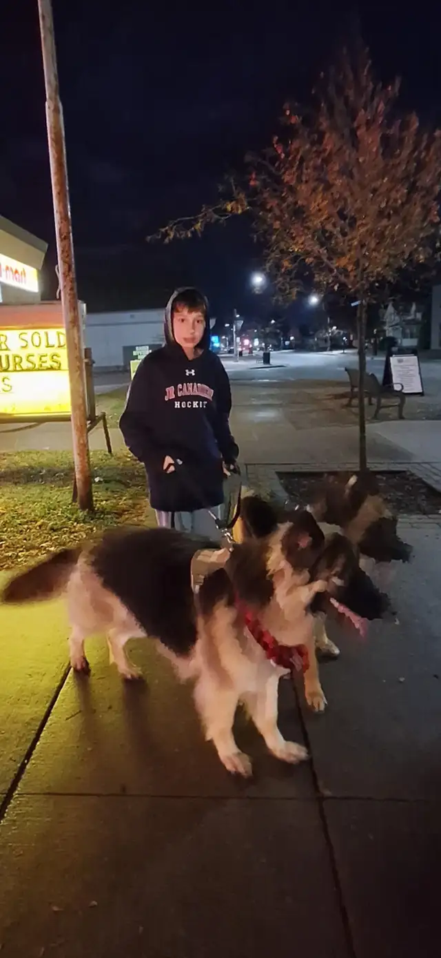 Dog Walking/Care Services - Photo 5