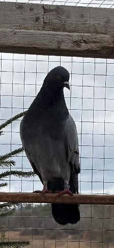 English tippler original