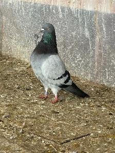 English tippler original - Photo 2