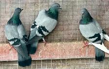 English tippler original - Photo 3