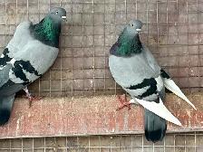 English tippler original - Photo 4