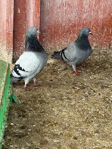 English tippler original - Photo 5