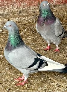 English tippler original - Photo 6