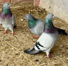 English tippler original - Photo 7