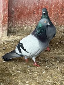 English tippler original - Photo 8