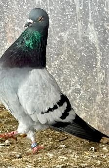 English tippler original - Photo 9