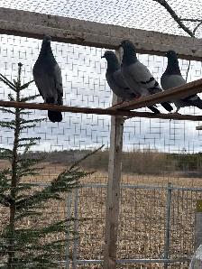 English tippler original - Photo 10