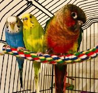 BIRD BOARDING TORONTO! | TEXT 647-490-7156 - Photo 2