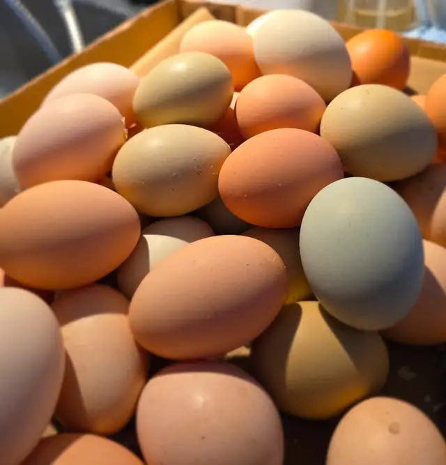 Œufs fécondés – Poules mixtes aux œufs colorés